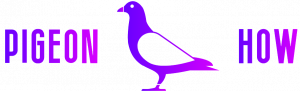 Pigeon HOW logo